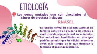 ETIOLOGÍA
RNASEL
Los genes mutados que son vinculados al
cáncer de próstata incluyen:
La función normal de este gen supresor de
tumores consiste en ayudar a las células a
morir cuando algo anda mal en su interior.
Las mutaciones hereditarias en este gen
podrían permitir que las células anormales
vivan más tiempo de lo que deberían y
teniendo el poder de replicarse.
 