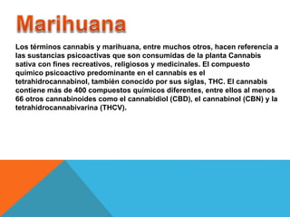 Los términos cannabis y marihuana, entre muchos otros, hacen referencia a 
las sustancias psicoactivas que son consumidas de la planta Cannabis 
sativa con fines recreativos, religiosos y medicinales. El compuesto 
químico psicoactivo predominante en el cannabis es el 
tetrahidrocannabinol, también conocido por sus siglas, THC. El cannabis 
contiene más de 400 compuestos químicos diferentes, entre ellos al menos 
66 otros cannabinoides como el cannabidiol (CBD), el cannabinol (CBN) y la 
tetrahidrocannabivarina (THCV). 
 