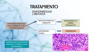TRATAMIENTO
ENFERMEDAD
LIMITADA
CISPLATINO +ETOPOSIDO
RADIOTERAPIA DE TORAX
HIPERFRACCIONADA
RESPUESTA PARCIAL O
COMPLETA
ENFERMEDAD
ESTABLE
RADIOTERAPIA DE
CRANEO
PROFILACTICA
OBSERVACION
CARBOPLATINO EN PACIENTES
MAYORES A 70 AÑOS O ECOG
DESFAVORABLE
 