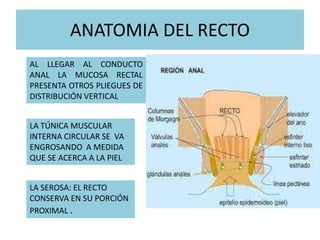 Que Significa Recto CANCER DE RECTO Y ANO diapositivas.pptx parte 1 | PPTX