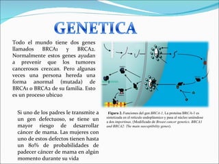 Figura 2.  Funciones del gen  BRCA-1 . La proteína BRCA-1 es sintetizada en el retículo endoplásmico y pasa al núcleo uniéndose a dos  importinas . (Modificado de  Breast cancer genetics. BRCA1 and BRCA2: The main susceptibility genes ). Todo el mundo tiene dos genes llamados BRCA1 y BRCA2. Normalmente estos genes ayudan a prevenir que los tumores cancerosos crezcan. Pero algunas veces una persona hereda una forma anormal (mutada) de BRCA1 o BRCA2 de su familia. Esto es un proceso ubicuo Si uno de los padres le transmite a un gen defectuoso, se tiene un mayor riesgo de desarrollar cáncer de mama. Las mujeres con uno de estos defectos tienen hasta un 80% de probabilidades de padecer cáncer de mama en algún momento durante su vida 