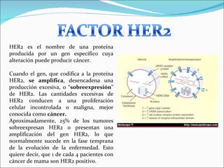 HER2 es el nombre de una proteína producida por un gen específico cuya alteración puede producir cáncer.  Cuando el gen, que codifica a la proteína HER2,  se amplifica , desencadena una producción excesiva, o “ sobreexpresión ” de HER2. Las cantidades excesivas de HER2 conducen a una proliferación celular incontrolada o maligna, mejor conocida como  cáncer.   Aproximadamente, 25% de los tumores sobreexpresan HER2 o presentan una amplificación del gen HER2, lo que normalmente sucede en la fase temprana de la evolución de la enfermedad. Esto quiere decir, que 1 de cada 4 pacientes con cáncer de mama son HER2 positivo. 