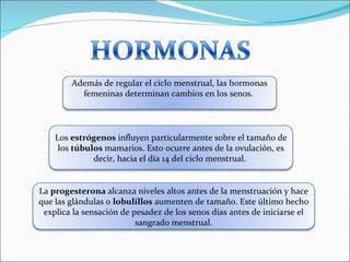 Además de regular el ciclo menstrual, las hormonas femeninas determinan cambios en los senos.  Los  estrógenos  influyen particularmente sobre el tamaño de los  túbulos  mamarios. Esto ocurre antes de la ovulación, es decir, hacia el día 14 del ciclo menstrual.  La  progesterona  alcanza niveles altos antes de la menstruación y hace que las glándulas o  lobulillos  aumenten de tamaño. Este último hecho explica la sensación de pesadez de los senos días antes de iniciarse el sangrado menstrual. 