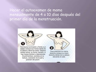 Hacer el autoexamen de mama
mensualmente de 4 a 10 días después del
primer día de la menstruación.
 