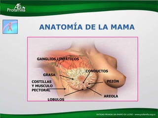 ANATOMÍA DE LA MAMA



  GANGLIOS LINFÁTICOS


                        CONDUCTOS
    GRASA
COSTILLAS                       PEZÓN
Y MUSCULO
PECTORAL
                               AREOLA
      LOBULOS
 
