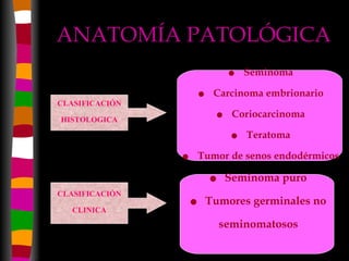 ANATOMÍA PATOLÓGICA CLASIFICACIÓN HISTOLOGICA Seminoma Carcinoma embrionario Coriocarcinoma Teratoma Tumor de senos endodérmicos Seminoma puro Tumores germinales no seminomatosos CLASIFICACIÓN CLINICA 