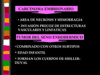AREA DE NECROSIS Y HEMORRAGIA INVASIÓN PRECOZ DE ESTRUCTURAS VASCULARES Y LINFATICAS COMBINADO CON OTROS SUBTIPOS EDAD INFANTIL FORMAN LOS CUERPOS DE SHILLER-  DUVAL CARCINOMA EMBRIONARIO   TUMOR DEL SENO ENDODERMICO   
