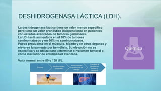 DESHIDROGENASA LÁCTICA (LDH).
La deshidrogenasa láctica tiene un valor menos específico
pero tiene un valor pronóstico independiente en pacientes
con estados avanzados de tumores germinales.
La LDH está aumentada en el 80% de tumores
seminomatosos y en 60% no seminomatosos.
Puede producirse en el músculo, hígado y en otros órganos y
elevarse falsamente por hemólisis. Su elevación no es
específica y se utiliza para determinar el volumen tumoral o
como marcador de enfermedad avanzada.
Valor normal entre 80 y 120 U/L.
 