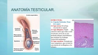 ANATOMÍA TESTICULAR.
 