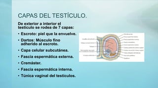 CAPAS DEL TESTÍCULO.
De exterior a interior el
testículo se rodea de 7 capas:
• Escroto: piel que la envuelve.
• Dartos: Músculo fino
adherido al escroto.
• Capa celular subcutánea.
• Fascia espermática externa.
• Cremáster.
• Fascia espermática interna.
• Túnica vaginal del testículos.
 