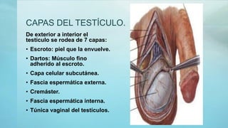 CAPAS DEL TESTÍCULO.
De exterior a interior el
testículo se rodea de 7 capas:
• Escroto: piel que la envuelve.
• Dartos: Músculo fino
adherido al escroto.
• Capa celular subcutánea.
• Fascia espermática externa.
• Cremáster.
• Fascia espermática interna.
• Túnica vaginal del testículos.
 