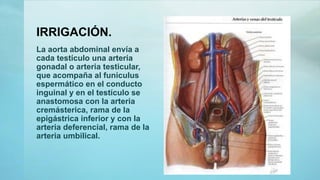 IRRIGACIÓN.
La aorta abdominal envía a
cada testículo una arteria
gonadal o arteria testicular,
que acompaña al funiculus
espermático en el conducto
inguinal y en el testículo se
anastomosa con la arteria
cremásterica, rama de la
epigástrica inferior y con la
arteria deferencial, rama de la
arteria umbilical.
 