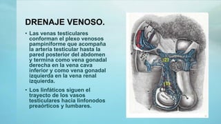 DRENAJE VENOSO.
• Las venas testiculares
conforman el plexo venosos
pampiniforme que acompaña
la arteria testicular hasta la
pared posterior del abdomen
y termina como vena gonadal
derecha en la vena cava
inferior y como vena gonadal
izquierda en la vena renal
izquierda.
• Los linfáticos siguen el
trayecto de los vasos
testiculares hacia linfonodos
preaórticos y lumbares.
 