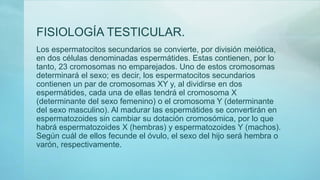 FISIOLOGÍA TESTICULAR.
Los espermatocitos secundarios se convierte, por división meiótica,
en dos células denominadas espermátides. Estas contienen, por lo
tanto, 23 cromosomas no emparejados. Uno de estos cromosomas
determinará el sexo; es decir, los espermatocitos secundarios
contienen un par de cromosomas XY y, al dividirse en dos
espermátides, cada una de ellas tendrá el cromosoma X
(determinante del sexo femenino) o el cromosoma Y (determinante
del sexo masculino). Al madurar las espermátides se convertirán en
espermatozoides sin cambiar su dotación cromosómica, por lo que
habrá espermatozoides X (hembras) y espermatozoides Y (machos).
Según cuál de ellos fecunde el óvulo, el sexo del hijo será hembra o
varón, respectivamente.
 