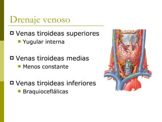 Drenaje venoso
   Venas tiroideas superiores
       Yugular interna

   Venas tiroideas medias
       Menos constante

   Venas tiroideas inferiores
       Braquioceflálicas
 