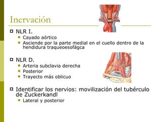 Inervación
   NLR I.
       Cayado aórtico
       Asciende por la parte medial en el cuello dentro de la
        hendidura traqueoesofágca

   NLR D.
       Arteria subclavia derecha
       Posterior
       Trayecto más oblicuo

   Identificar los nervios: movilización del tubérculo
    de Zuckerkandl
       Lateral y posterior
 