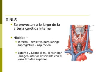    NLS
       Se proyectan a lo largo de la
        arteria carótida interna

       Hioides -
            Interna - sensitiva para laringe
             supraglótica - aspiración

            Externa . Sobre el m. constrictor
             laríngeo inferior desciende con el
             vaso tiroideo superior
 
