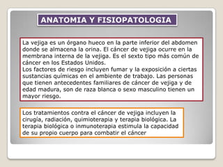 La vejiga es un órgano hueco en la parte inferior del abdomen
donde se almacena la orina. El cáncer de vejiga ocurre en la
membrana interna de la vejiga. Es el sexto tipo más común de
cáncer en los Estados Unidos.
Los factores de riesgo incluyen fumar y la exposición a ciertas
sustancias químicas en el ambiente de trabajo. Las personas
que tienen antecedentes familiares de cáncer de vejiga y de
edad madura, son de raza blanca o sexo masculino tienen un
mayor riesgo.
ANATOMIA Y FISIOPATOLOGIA
Los tratamientos contra el cáncer de vejiga incluyen la
cirugía, radiación, quimioterapia y terapia biológica. La
terapia biológica o inmunoterapia estimula la capacidad
de su propio cuerpo para combatir el cáncer
 