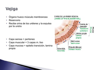 ! Órgano hueco músculo membranoso
! Reservorio
! Recibe orina de los uréteres y la expulsa
por la uretra
! Capa serosa = peritoneo
! Capa muscular = 3 capas m. liso
! Capa mucosa = epitelio transición, lamina
propia
 
