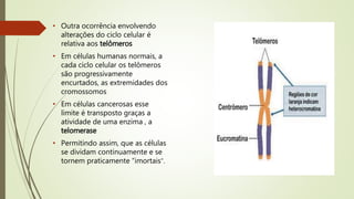 • Outra ocorrência envolvendo
alterações do ciclo celular é
relativa aos telômeros
• Em células humanas normais, a
cada ciclo celular os telômeros
são progressivamente
encurtados, as extremidades dos
cromossomos
• Em células cancerosas esse
limite é transposto graças a
atividade de uma enzima , a
telomerase
• Permitindo assim, que as células
se dividam continuamente e se
tornem praticamente “imortais”.
 