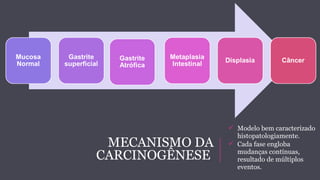  Modelo bem caracterizado 
histopatologiamente. 
 Cada fase engloba 
mudanças contínuas, 
resultado de múltiplos 
eventos. 
MECANISMO DA 
CARCINOGÊNESE 
 