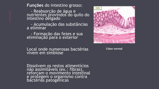 Funções do intestino grosso: 
- Reabsorção de água e 
nutrientes provindos do quilo do 
intestino delgado 
- Acumulação das substâncias 
a eliminar 
- Formação das fezes e sua 
eliminação para o exterior 
Local onde numerosas bactérias 
vivem em simbiose 
Dissolvem os restos alimentícios 
não assimiláveis (ex.: fibras), 
reforçam o movimento intestinal 
e protegem o organismo contra 
bactérias patogénicas 
Cólon normal 
 