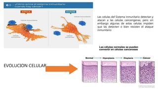 Las celulas del Sistema inmunitario detectan y
atacan a las celulas cancerigenas, pero sin
embargo algunas de estas celulas impiden
que las detecten o bien resisten el ataque
inmunitario
EVOLUCION CELULAR
 
