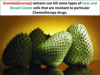 Graviola(Soursop) extracts can kill some types of Liver and
Breast Cancer cells that are resistant to particular
Chemother...