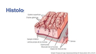 Histología

Schwartz: Principios de Cirugía. Interamericana McGraw-Hill. Novena edición. 2010. p 210-215

 