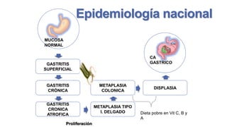 Epidemiología nacional
MUCOSA
NORMAL
CA
GASTRICO

GASTRITIS
SUPERFICIAL

GASTRITIS
CRÓNICA

METAPLASIA
COLONICA

GASTRITIS
CRONICA
ATROFICA

METAPLASIA TIPO
I. DELGADO

Proliferación

DISPLASIA

Dieta pobre en Vit C, B y
A

 