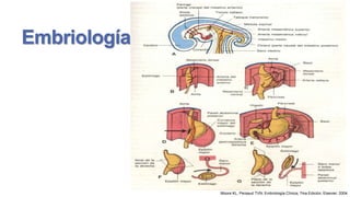 Embriología

Moore KL, Persaud TVN; Embriología Clínica; 7ma Edición; Elsevier; 2004

 