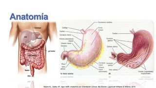 Anatomía

Moore KL, Dalley AF, Agur AMR; Anatomía con Orientación Clínica; 6ta Edición; Lippincott Williams & Wilkins; 2010

 