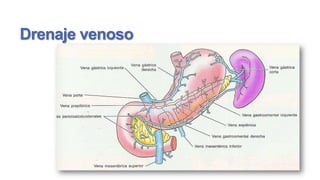 Drenaje venoso

 