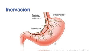 Inervación

Moore KL, Dalley AF, Agur AMR; Anatomía con Orientación Clínica; 6ta Edición; Lippincott Williams & Wilkins; 2010

 
