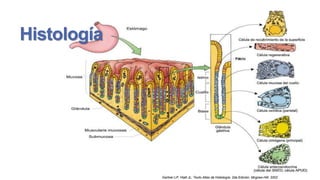 Histología

Gartner LP, Hiatt JL; Texto Atlas de Histología; 2da Edición; Mcgraw-Hill; 2002

 