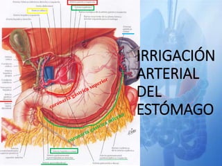 IRRIGACIÓN
ARTERIAL
DEL
ESTÓMAGO
 