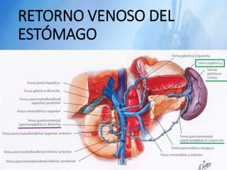 RETORNO VENOSO DEL
ESTÓMAGO
 