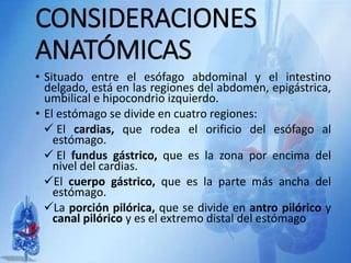 CONSIDERACIONES
ANATÓMICAS
• Situado entre el esófago abdominal y el intestino
delgado, está en las regiones del abdomen, epigástrica,
umbilical e hipocondrio izquierdo.
• El estómago se divide en cuatro regiones:
 El cardias, que rodea el orificio del esófago al
estómago.
 El fundus gástrico, que es la zona por encima del
nivel del cardias.
El cuerpo gástrico, que es la parte más ancha del
estómago.
La porción pilórica, que se divide en antro pilórico y
canal pilórico y es el extremo distal del estómago
 