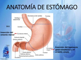 ANATOMÍA DE ESTÓMAGO
D11
L1
Inserción del ligamento
gastroesplénico y el
omento mayor.
Inserción del
omento menor
 