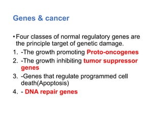 Genes & cancer
•Four classes of normal regulatory genes are
the principle target of genetic damage.
1. -The growth promoting Proto-oncogenes
2. -The growth inhibiting tumor suppressor
genes
3. -Genes that regulate programmed cell
death(Apoptosis)
4. - DNA repair genes
 