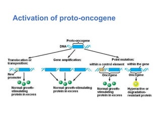 Activation of proto-oncogene
 