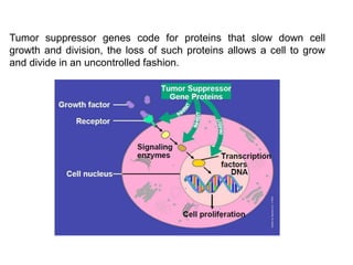 Tumor suppressor genes code for proteins that slow down cell
growth and division, the loss of such proteins allows a cell to grow
and divide in an uncontrolled fashion.
 