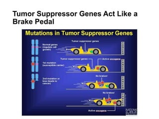 Tumor Suppressor Genes Act Like a
Brake Pedal
 