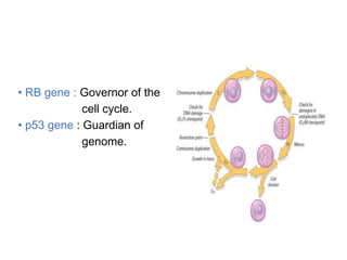 • RB gene : Governor of the
cell cycle.
• p53 gene : Guardian of
genome.
 