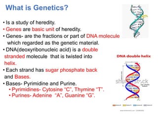 What is Genetics?
• Is a study of heredity.
• Genes are basic unit of heredity.
• Genes- are the fractions or part of DNA molecule
which regarded as the genetic material.
• DNA(deoxyribonucleic acid) is a double
stranded molecule that is twisted into
helix.
• Each strand has sugar phosphate back
and Bases.
• Bases- Pyrimidine and Purine.
• Pyrimidines- Cytosine “C”, Thymine “T”.
• Purines- Adenine “A”, Guanine “G”.
 