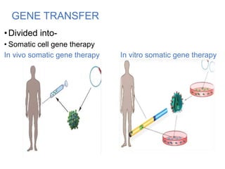 GENE TRANSFER
•Divided into-
• Somatic cell gene therapy
In vivo somatic gene therapy In vitro somatic gene therapy
 