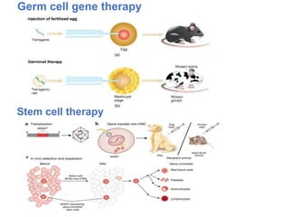 Germ cell gene therapy
Stem cell therapy
 