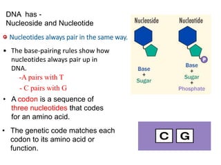 DNA has -
Nucleoside and Nucleotide
• The base-pairing rules show how
nucleotides always pair up in
DNA.
Nucleotides always pair in the same way.
-A pairs with T
- C pairs with G
• A codon is a sequence of
three nucleotides that codes
for an amino acid.
• The genetic code matches each
codon to its amino acid or
function.
 