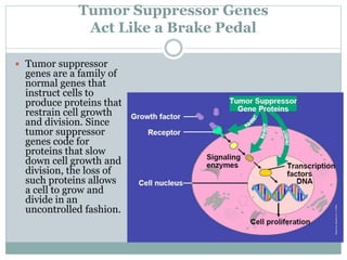 Tumor Suppressor Genes
Act Like a Brake Pedal
 Tumor suppressor
genes are a family of
normal genes that
instruct cells to
produce proteins that
restrain cell growth
and division. Since
tumor suppressor
genes code for
proteins that slow
down cell growth and
division, the loss of
such proteins allows
a cell to grow and
divide in an
uncontrolled fashion.
 