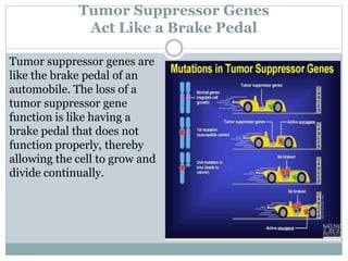 Tumor Suppressor Genes
Act Like a Brake Pedal
Tumor suppressor genes are
like the brake pedal of an
automobile. The loss of a
tumor suppressor gene
function is like having a
brake pedal that does not
function properly, thereby
allowing the cell to grow and
divide continually.
 